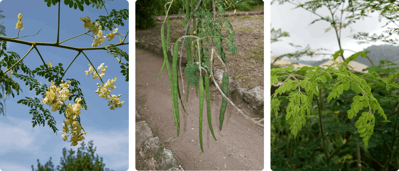 moringa-strom-popis-2